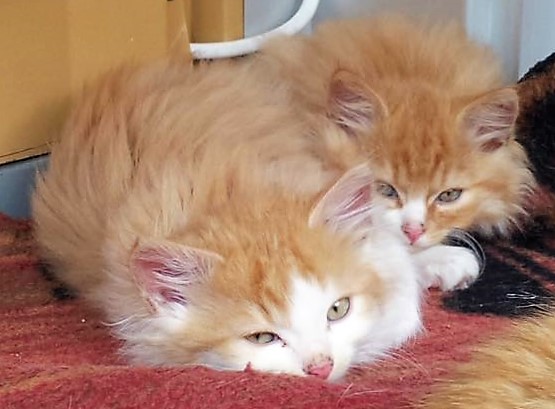 14650594_10154460246040519_4314998132968188296_n