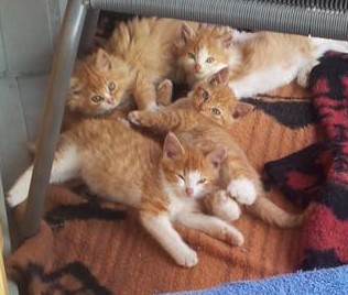 14690906_10154460241465519_3515327386505705917_n