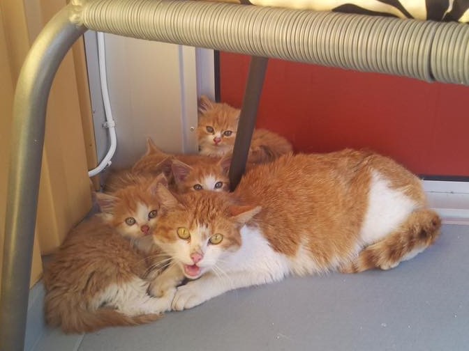 14691100_10154460240825519_6875243474167237751_n