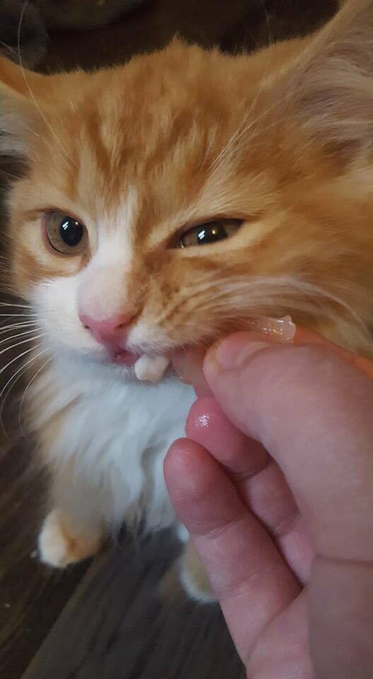 14741701_10153837561932204_1617150101_n